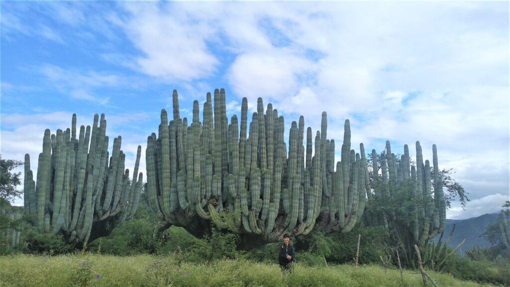 メキシコの巨大なサボテン