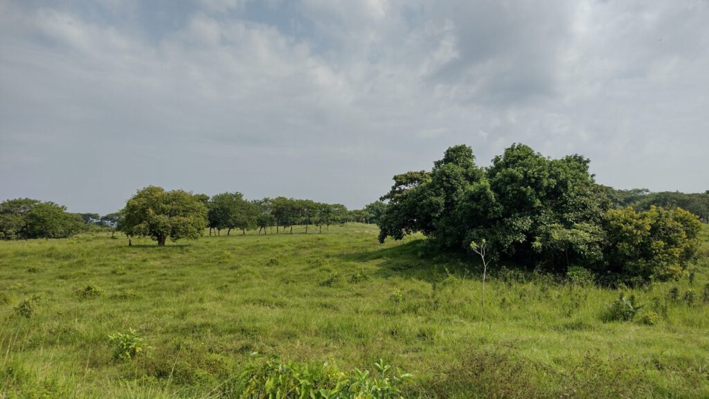 メキシコ,観光,ツアー,ガイド,遺跡,ベラクルス,オルメカ