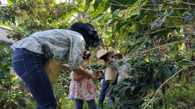 メキシコのベラクルスにあるコーヒー農園
